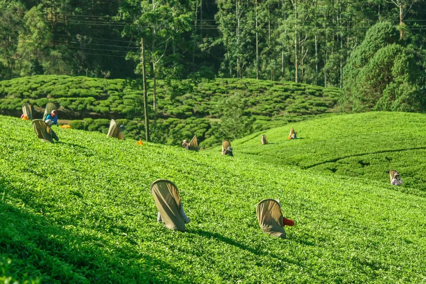 Sri Lanka beach