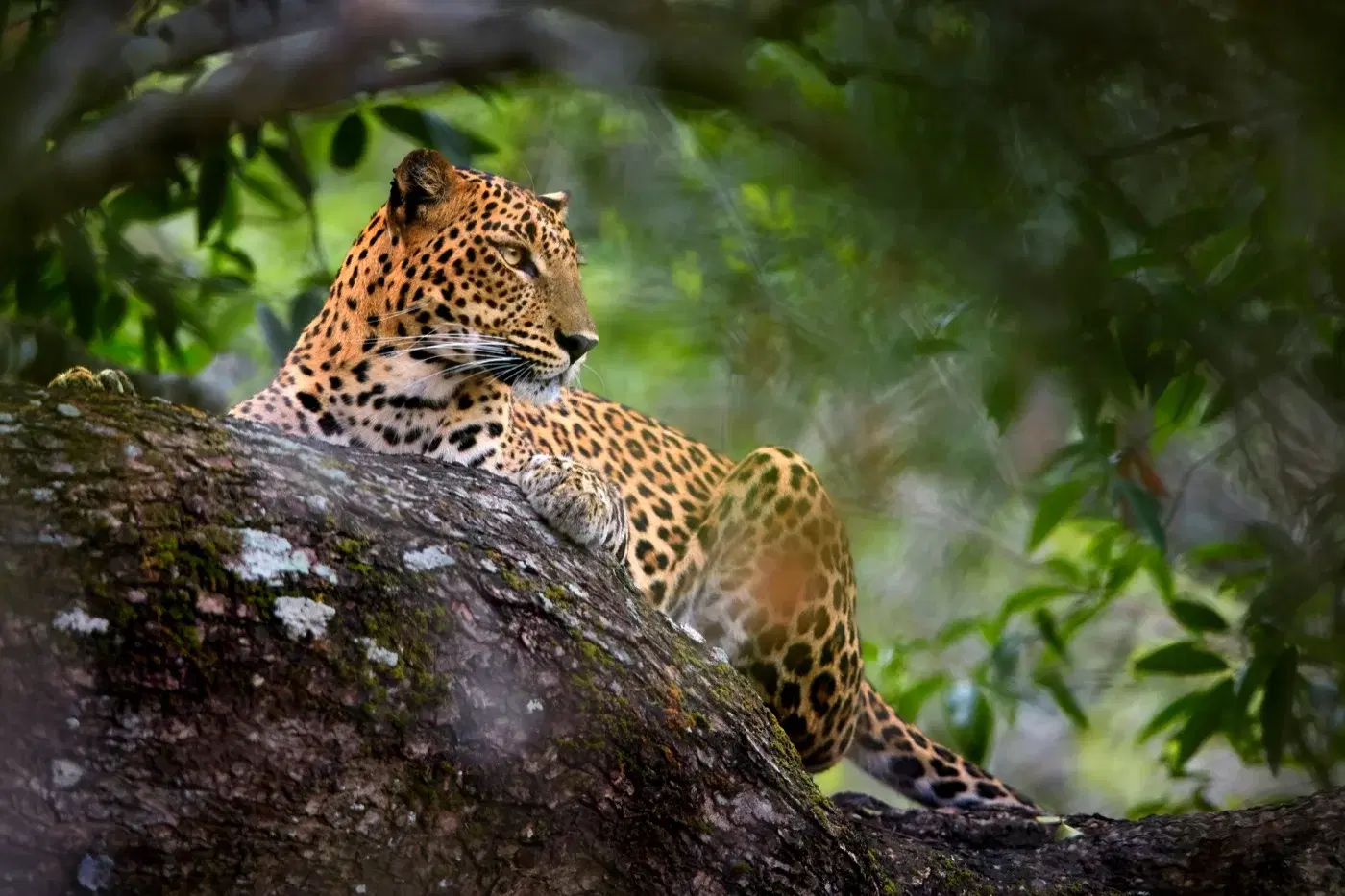 Sri Lanka scenery