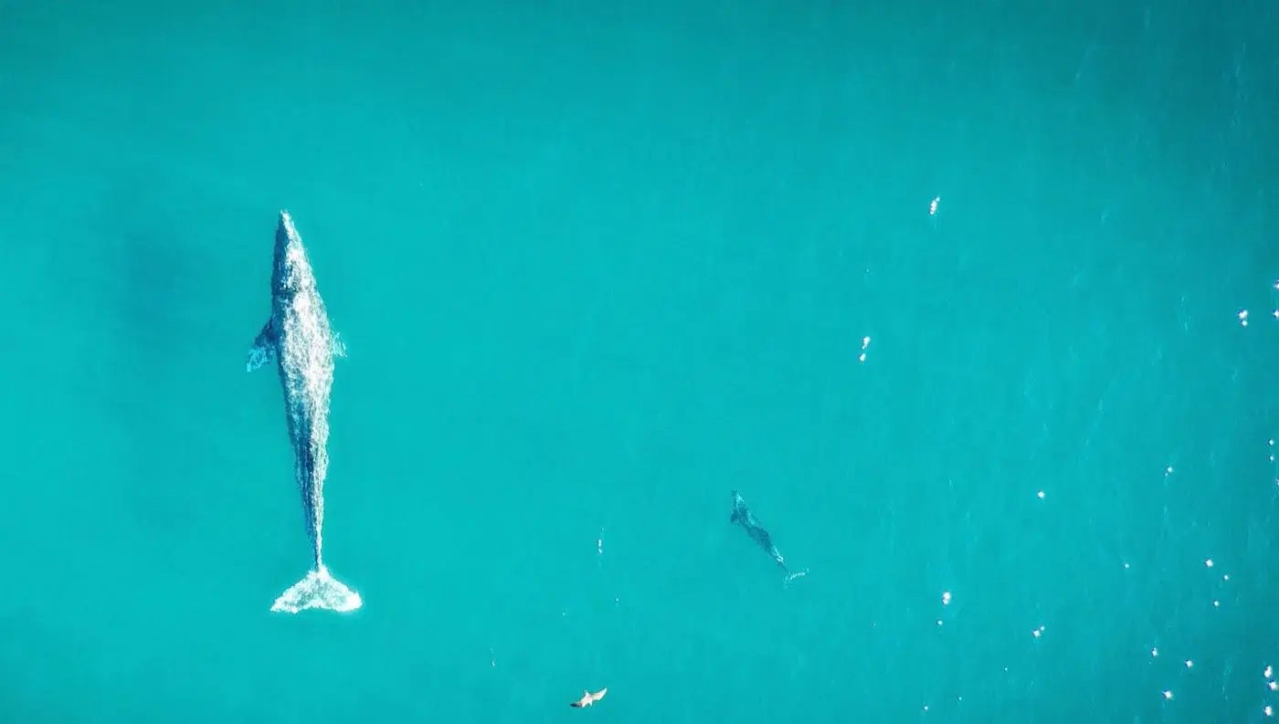 Blue whales Sri Lanka