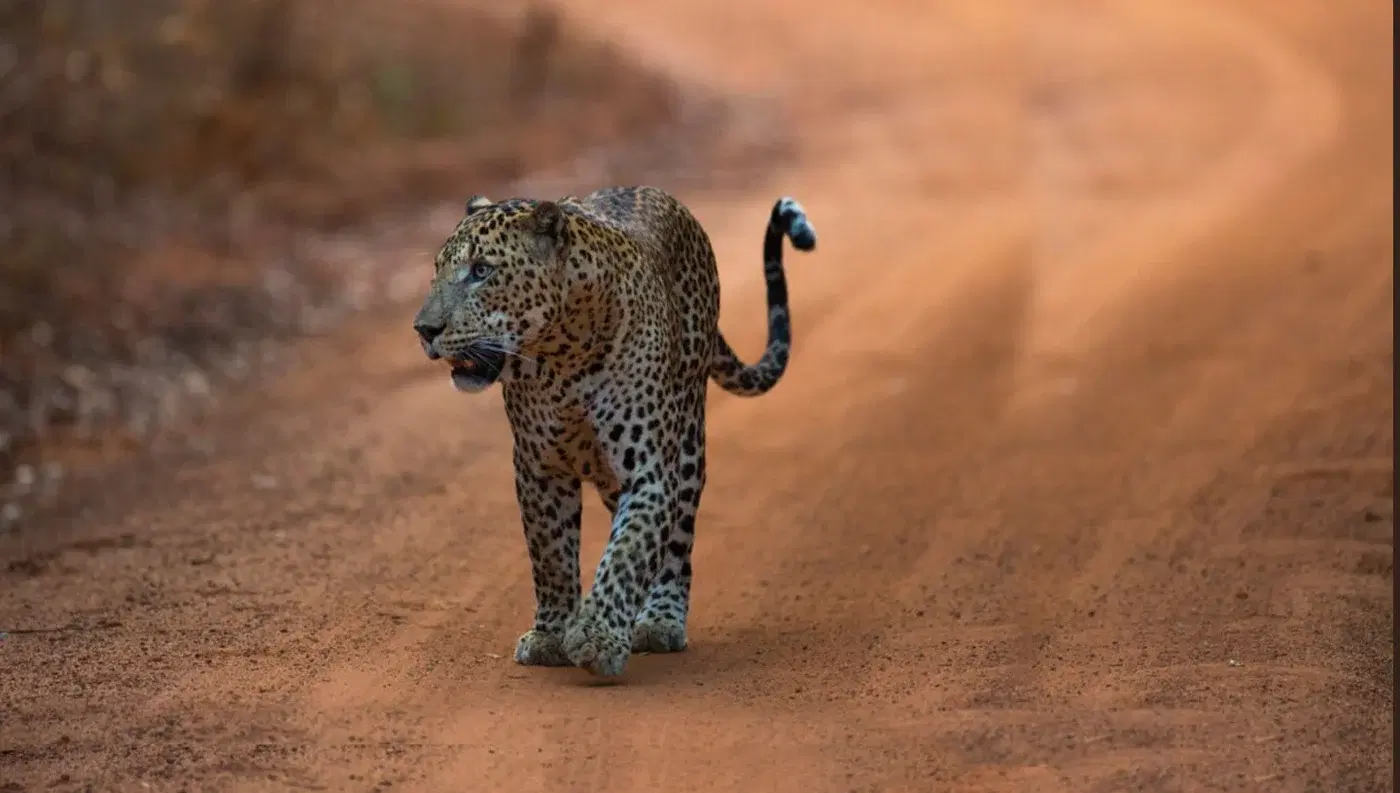 Leopards Yala National Park