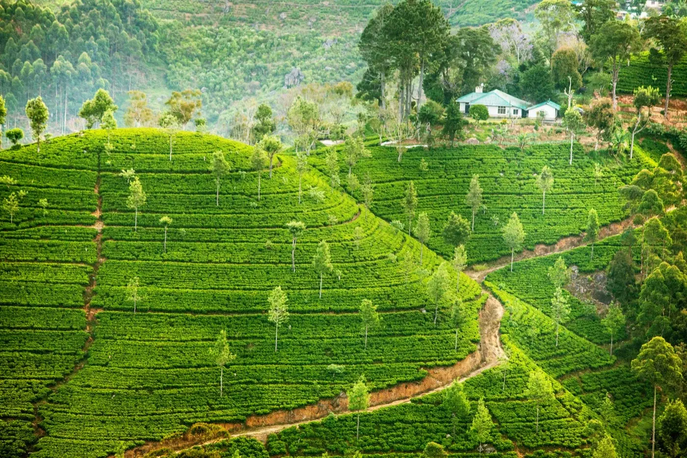 Sri Lanka nature